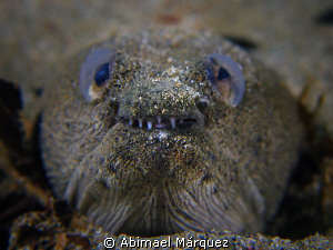 Face to face with a Snake Eel by Abimael Márquez 